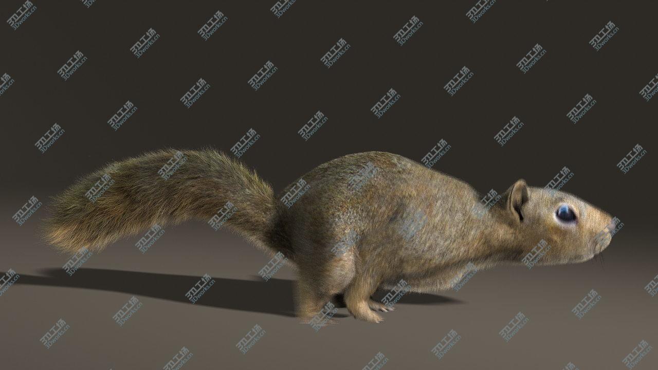 images/goods_img/202104023/Squirrel (ANIMATED) (FUR)/3.jpg